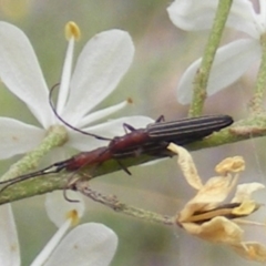 Syllitus microps (Longicorn or Longhorn beetle) at Calwell, ACT - 24 Jan 2024 by MichaelMulvaney