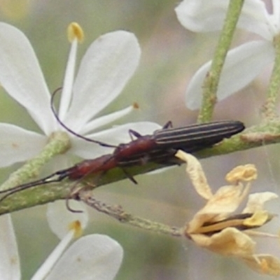 Syllitus microps (Longicorn or Longhorn beetle) at Calwell, ACT - 24 Jan 2024 by MichaelMulvaney