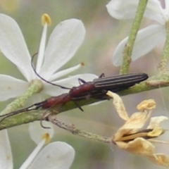Syllitus microps (Longicorn or Longhorn beetle) at Tuggeranong Hill - 23 Jan 2024 by MichaelMulvaney
