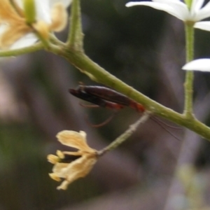 Syllitus microps at Tuggeranong Hill NR  (TGH) - 24 Jan 2024