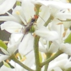 Braconidae (family) (Unidentified braconid wasp) at Tuggeranong Hill NR  (TGH) - 24 Jan 2024 by MichaelMulvaney