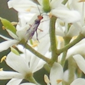 Braconidae (family) at Tuggeranong Hill NR  (TGH) - 24 Jan 2024