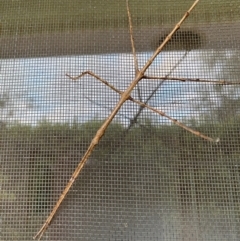 Acrophylla titan (Titan Stick Insect) at Burradoo, NSW - 22 Jan 2024 by GlossyGal