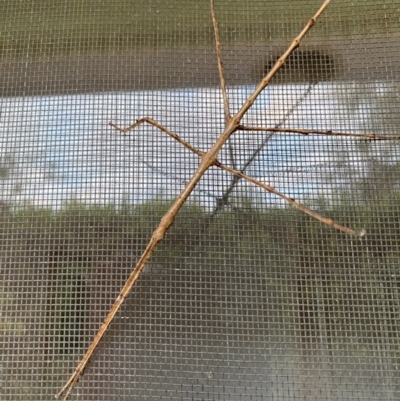 Acrophylla titan (Titan Stick Insect) at Burradoo - 22 Jan 2024 by GlossyGal