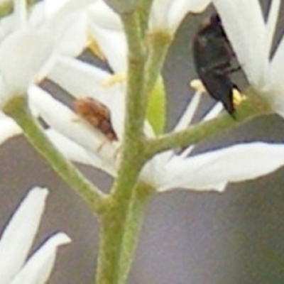 Miridae (family) (Unidentified plant bug) at Tuggeranong Hill NR  (TGH) - 23 Jan 2024 by MichaelMulvaney