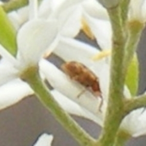 Miridae (family) at Tuggeranong Hill NR  (TGH) - 24 Jan 2024