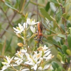 Gminatus australis (Orange assassin bug) at Tuggeranong Hill - 23 Jan 2024 by MichaelMulvaney