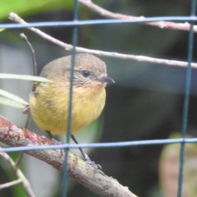 Acanthiza nana (Yellow Thornbill) at Burradoo, NSW - 12 Jan 2024 by GlossyGal