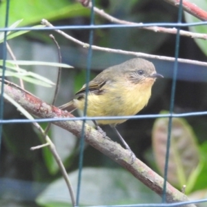 Acanthiza nana at Wingecarribee Local Government Area - 12 Jan 2024