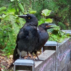 Strepera graculina (Pied Currawong) at Fyshwick, ACT - 24 Jan 2024 by MatthewFrawley