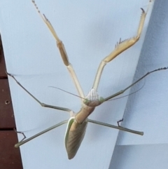 Tenodera australasiae (Purple-winged mantid) at Jindabyne, NSW - 24 Jan 2024 by JimL