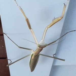 Tenodera australasiae at Jindabyne, NSW - 24 Jan 2024