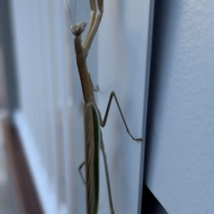 Tenodera australasiae at Jindabyne, NSW - 24 Jan 2024