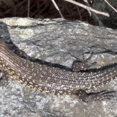 Egernia cunninghami (Cunningham's Skink) at Mt Gladstone Reserves, Cooma - 23 Jan 2024 by JimL