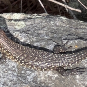 Egernia cunninghami at Mt Gladstone Reserves, Cooma - 23 Jan 2024 04:27 PM