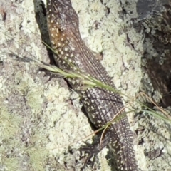 Egernia cunninghami at Mt Gladstone Reserves, Cooma - 23 Jan 2024 04:27 PM