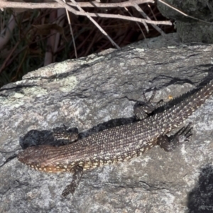 Egernia cunninghami at Mt Gladstone Reserves, Cooma - 23 Jan 2024