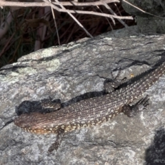 Egernia cunninghami at Mt Gladstone Reserves, Cooma - 23 Jan 2024