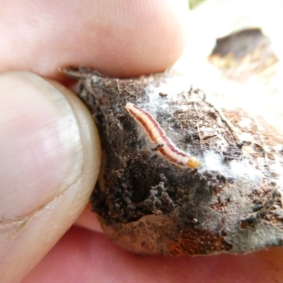 Lepidoptera unclassified IMMATURE (caterpillar or pupa or cocoon) at Emu Creek - 24 Jan 2024 by JohnGiacon