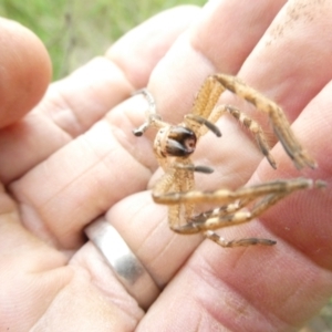 Neosparassus calligaster at Flea Bog Flat to Emu Creek Corridor - 24 Jan 2024