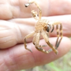 Sparassidae (family) at Flea Bog Flat to Emu Creek Corridor - 24 Jan 2024