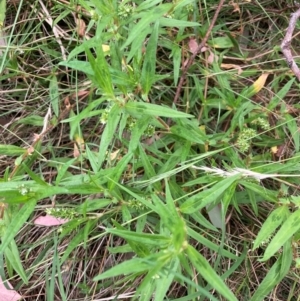 Persicaria prostrata at Belconnen, ACT - 24 Jan 2024