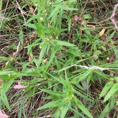 Persicaria prostrata (Creeping Knotweed) at Belconnen, ACT - 24 Jan 2024 by JohnGiacon