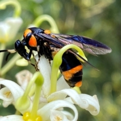 Pterygophorus cinctus (Bottlebrush sawfly) at Burradoo, NSW - 22 Jan 2024 by GlossyGal
