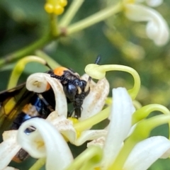 Pterygophorus cinctus at Wingecarribee Local Government Area - suppressed