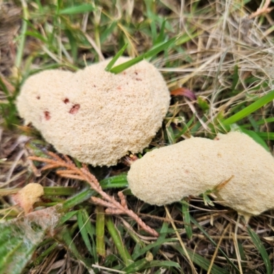 Fuligo septica (Scrambled egg slime) at Braidwood, NSW - 24 Jan 2024 by MatthewFrawley