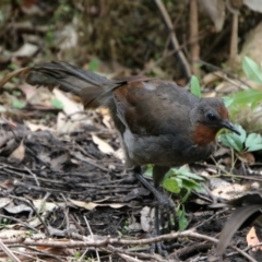 Menura novaehollandiae (Superb Lyrebird) at Pebbly Beach, NSW - 24 Jan 2024 by Csteele4