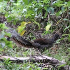 Menura novaehollandiae at Murramarang National Park - 24 Jan 2024