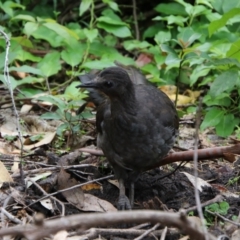 Menura novaehollandiae at Murramarang National Park - 24 Jan 2024