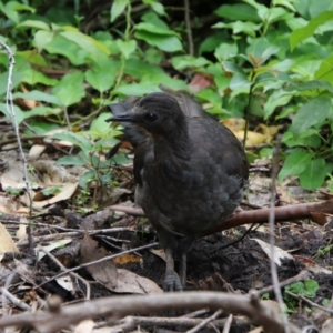 Menura novaehollandiae at Murramarang National Park - 24 Jan 2024