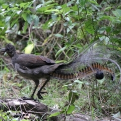 Menura novaehollandiae at Murramarang National Park - 24 Jan 2024