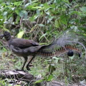 Menura novaehollandiae at Murramarang National Park - 24 Jan 2024