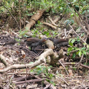 Menura novaehollandiae at Murramarang National Park - 24 Jan 2024