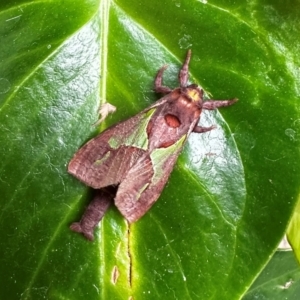 Aeneutus lewinii at Cherrybrook, NSW - 24 Jan 2024