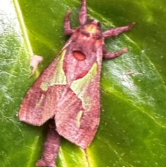 Aeneutus lewinii at Cherrybrook, NSW - 24 Jan 2024