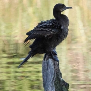 Phalacrocorax sulcirostris at Watson Green Space - 24 Jan 2024