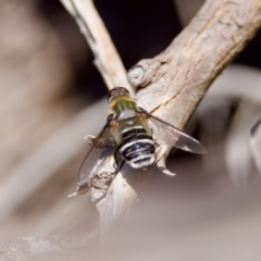 Villa sp. (genus) (Unidentified Villa bee fly) at Hawker, ACT - 23 Jan 2024 by KorinneM