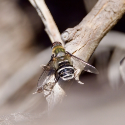 Villa sp. (genus) (Unidentified Villa bee fly) at The Pinnacle - 23 Jan 2024 by KorinneM