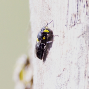 Hylaeus (Euprosopis) honestus at The Pinnacle - 23 Jan 2024