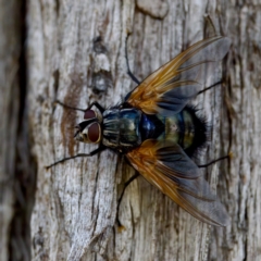 Chetogaster violacea/viridis (complex) (Bristle Fly) at Hawker, ACT - 23 Jan 2024 by KorinneM