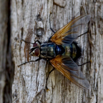 Chetogaster violacea/viridis (complex) (Bristle Fly) at The Pinnacle - 23 Jan 2024 by KorinneM