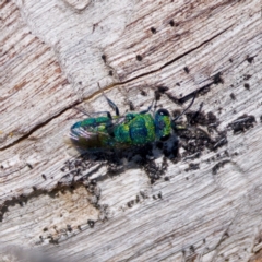 Primeuchroeus sp. (genus) (Cuckoo Wasp) at The Pinnacle - 23 Jan 2024 by KorinneM