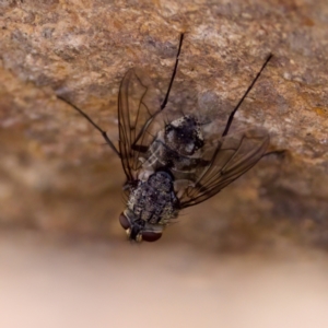 Senostoma sp. (genus) at The Pinnacle - 23 Jan 2024 04:34 PM