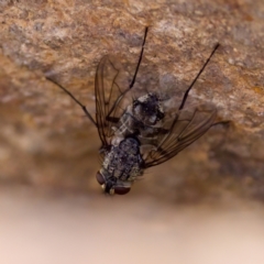 Senostoma sp. (genus) (A parasitoid tachinid fly) at The Pinnacle - 23 Jan 2024 by KorinneM