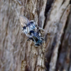 Lecomyia sp. (genus) (Soldier fly) at The Pinnacle - 23 Jan 2024 by KorinneM