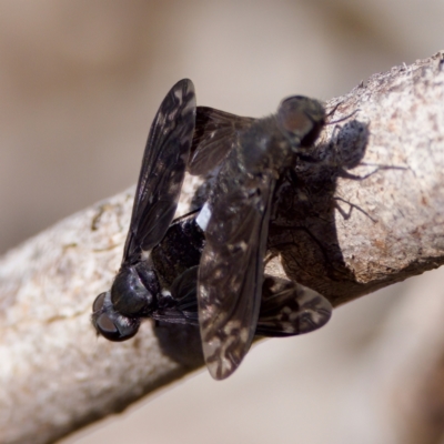 Anthrax sp. (genus) (Unidentified Anthrax bee fly) at Hawker, ACT - 23 Jan 2024 by KorinneM